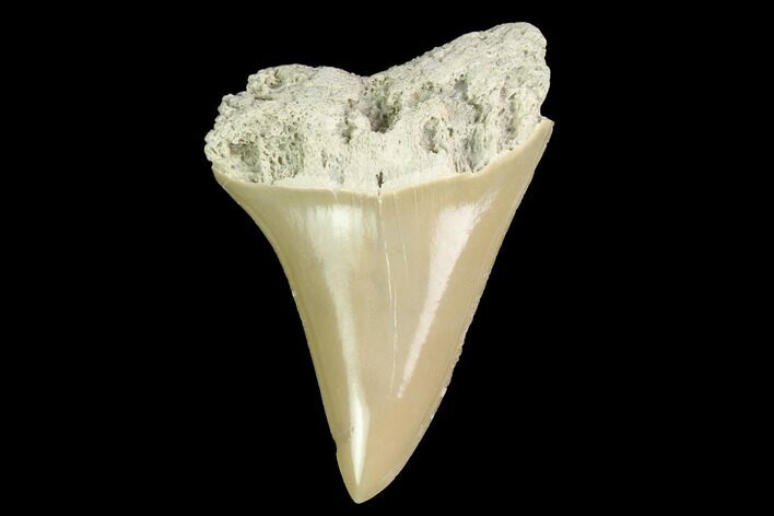 Fossil Mako Tooth - Lee Creek (Aurora), NC #142323